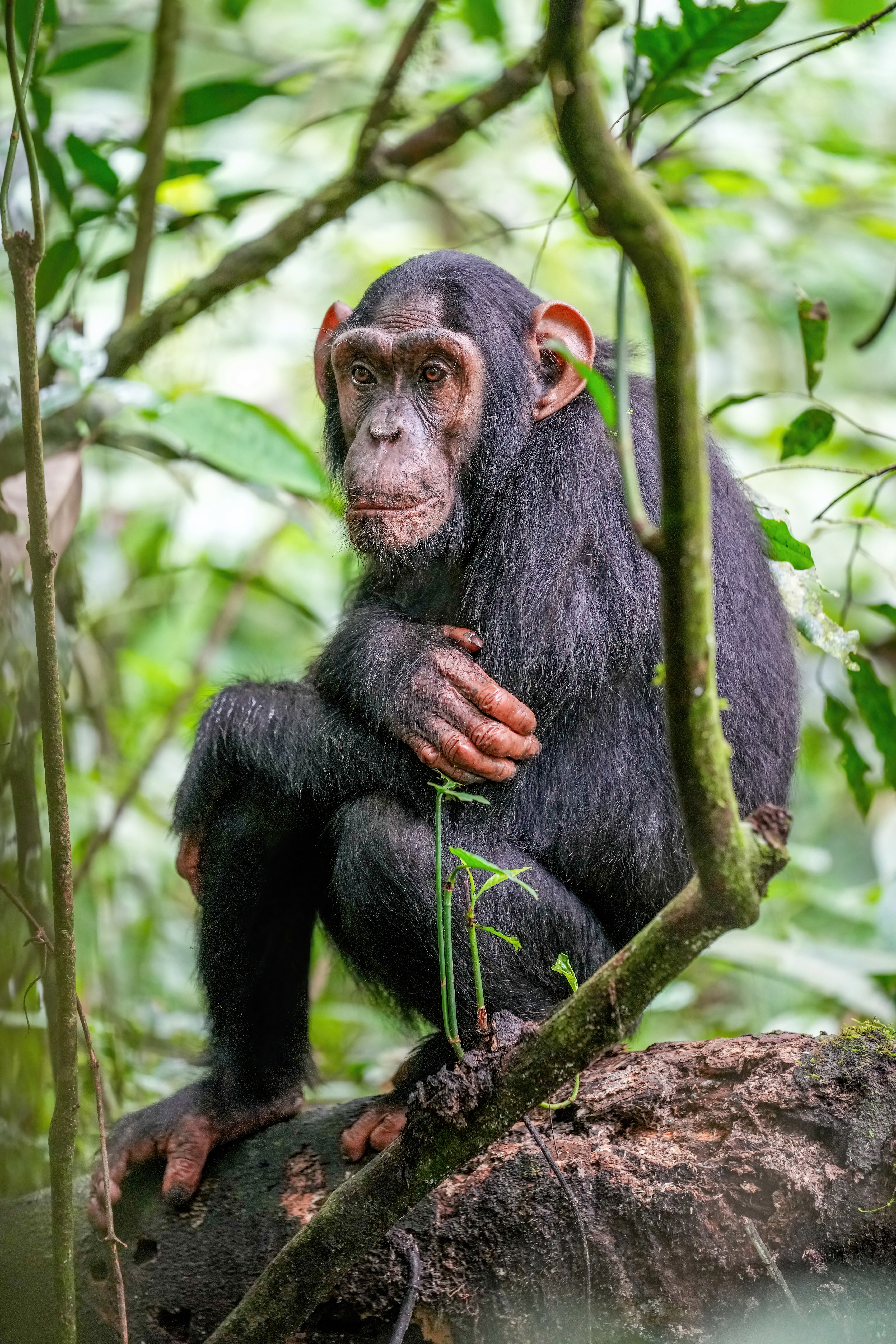 Photo of Chimpanzee