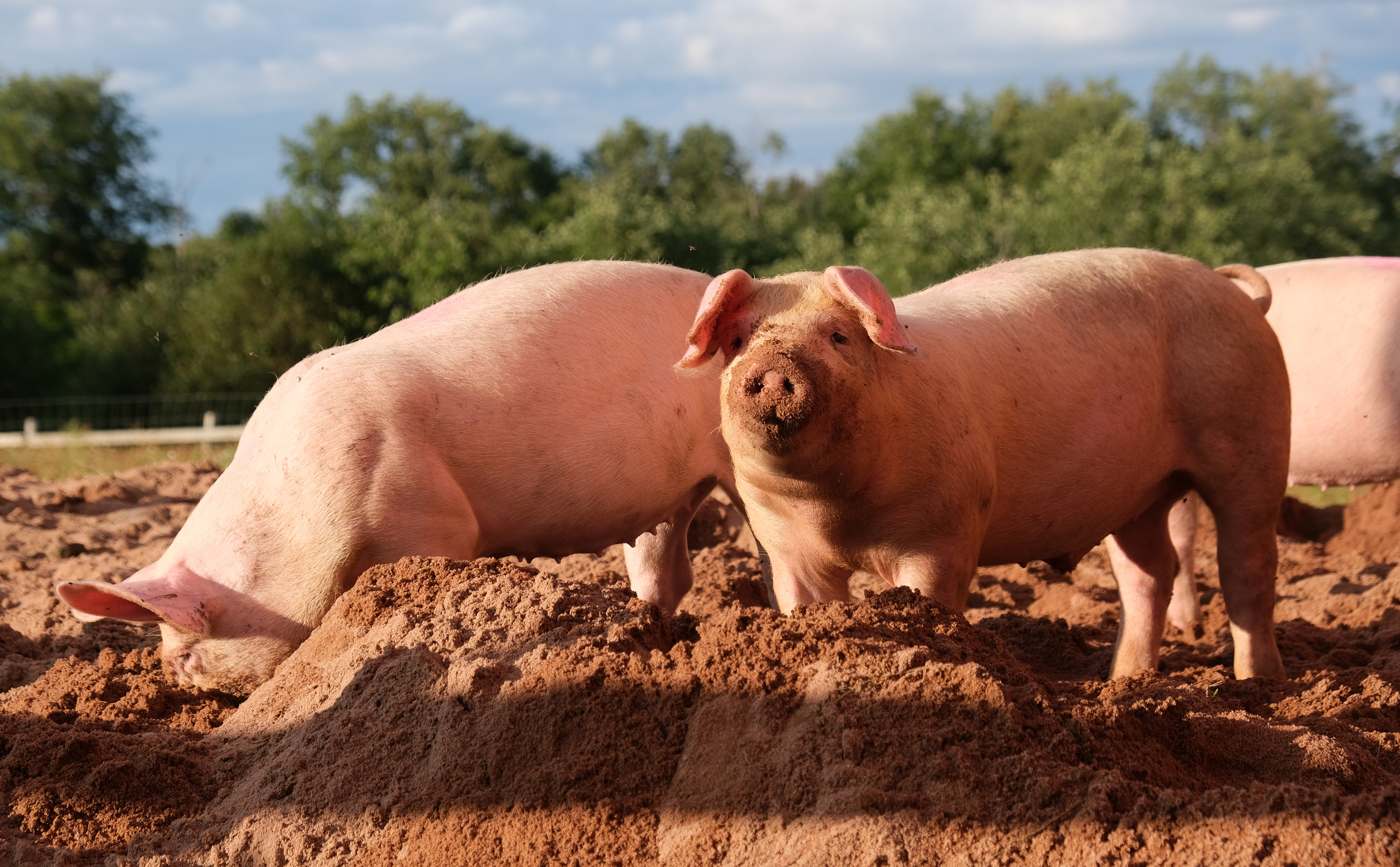 Domestic_pig