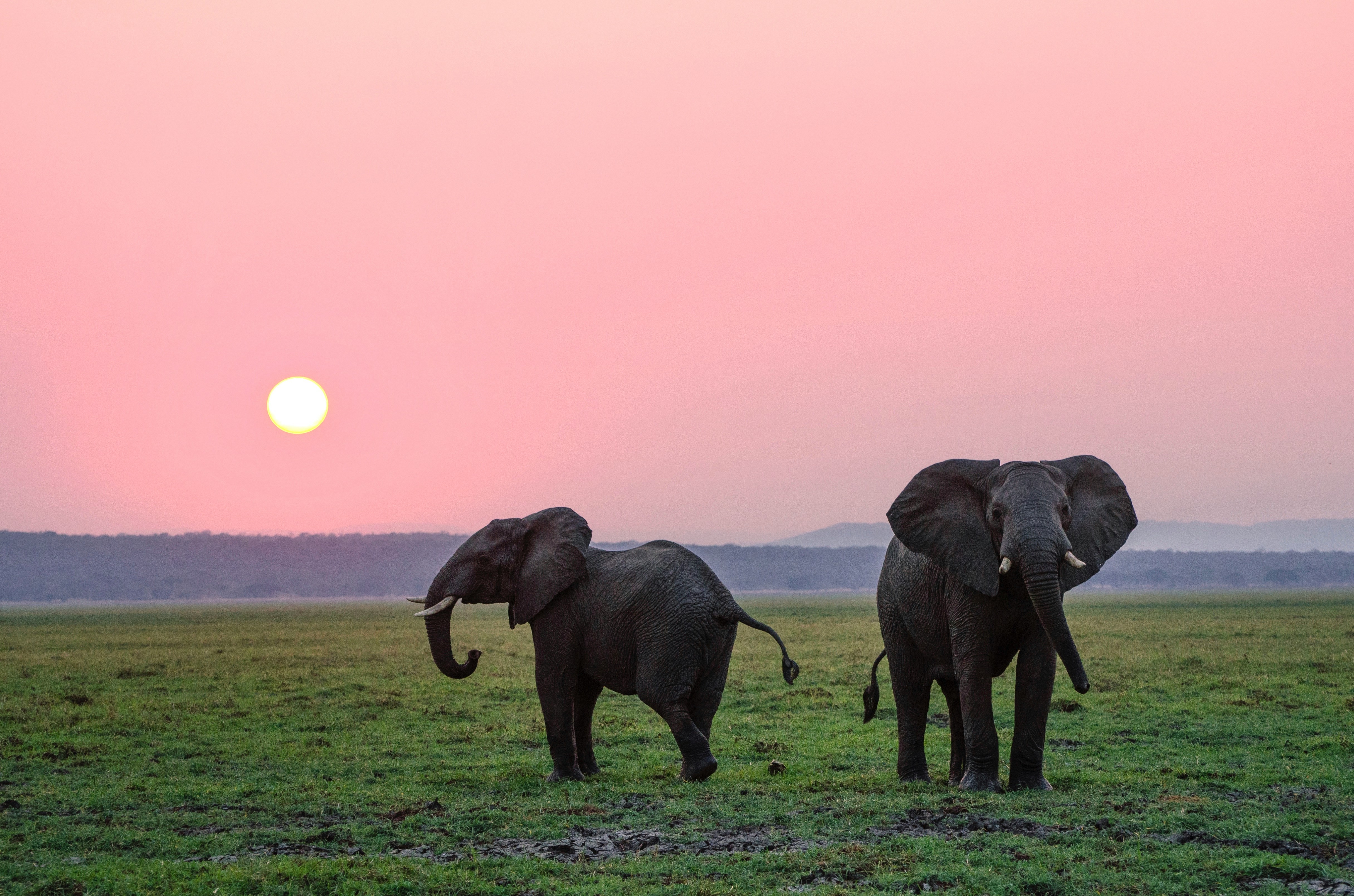 Photo of Elephant