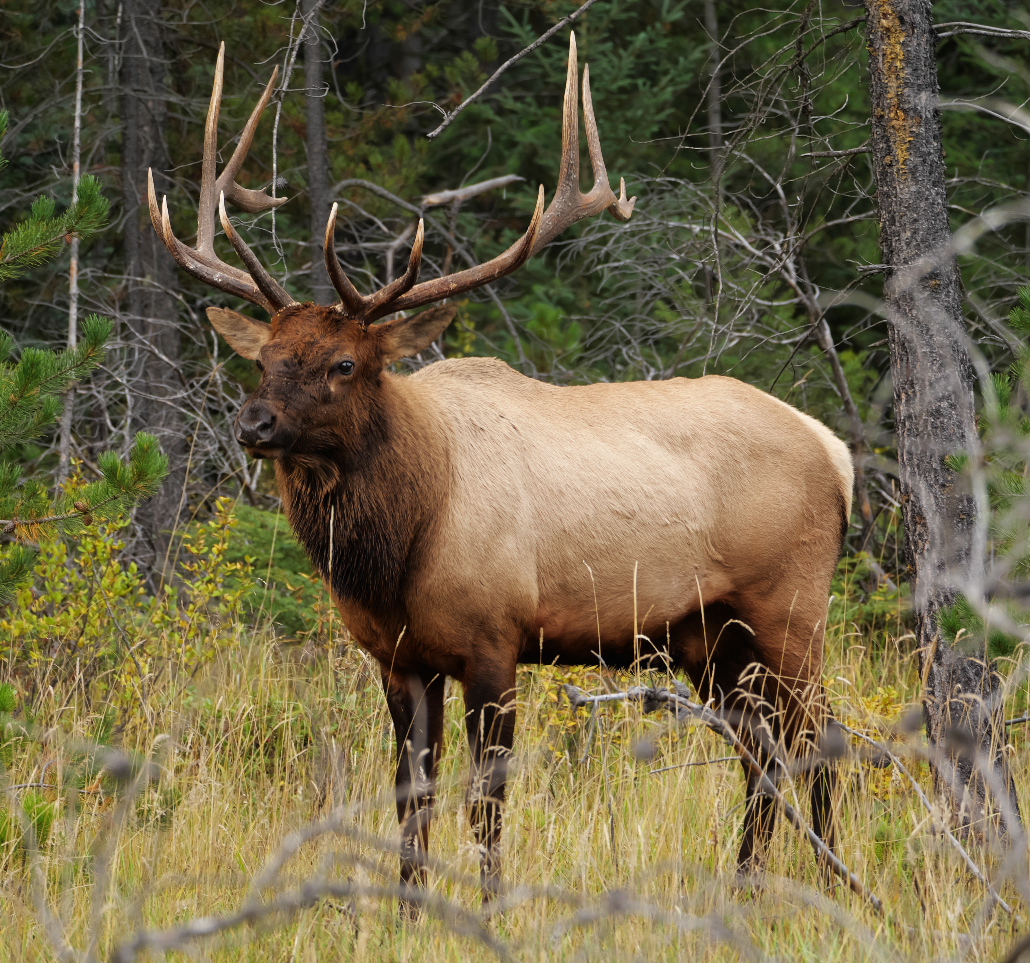 Elk - Educational animal facts and stunning wildlife photos