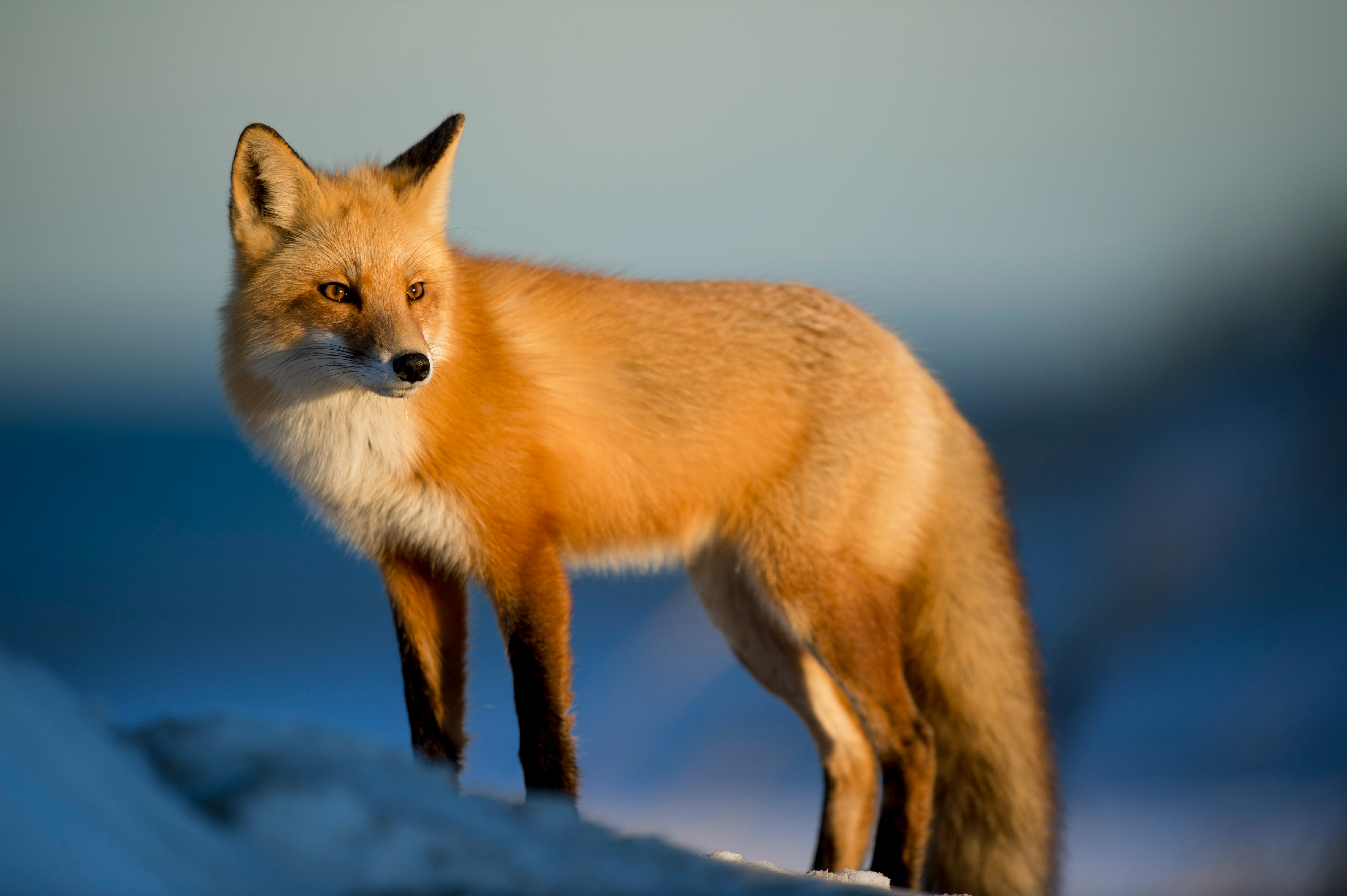 Photo of Fox