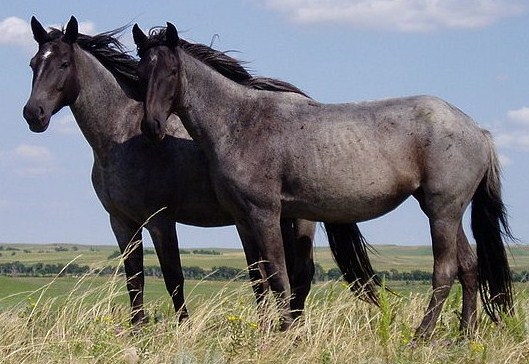 Horse - Educational animal facts and stunning wildlife photos