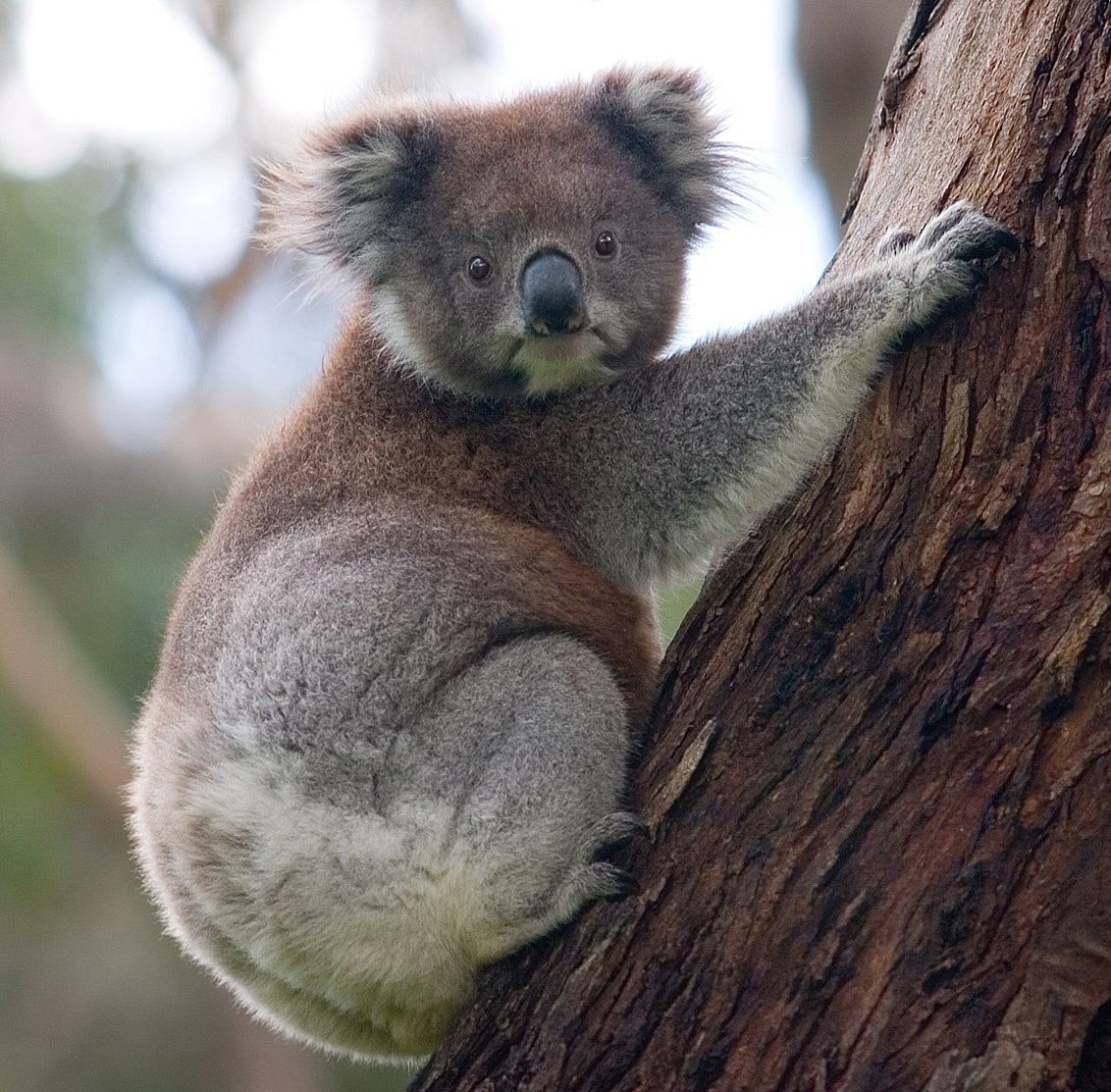 Photo of Koala