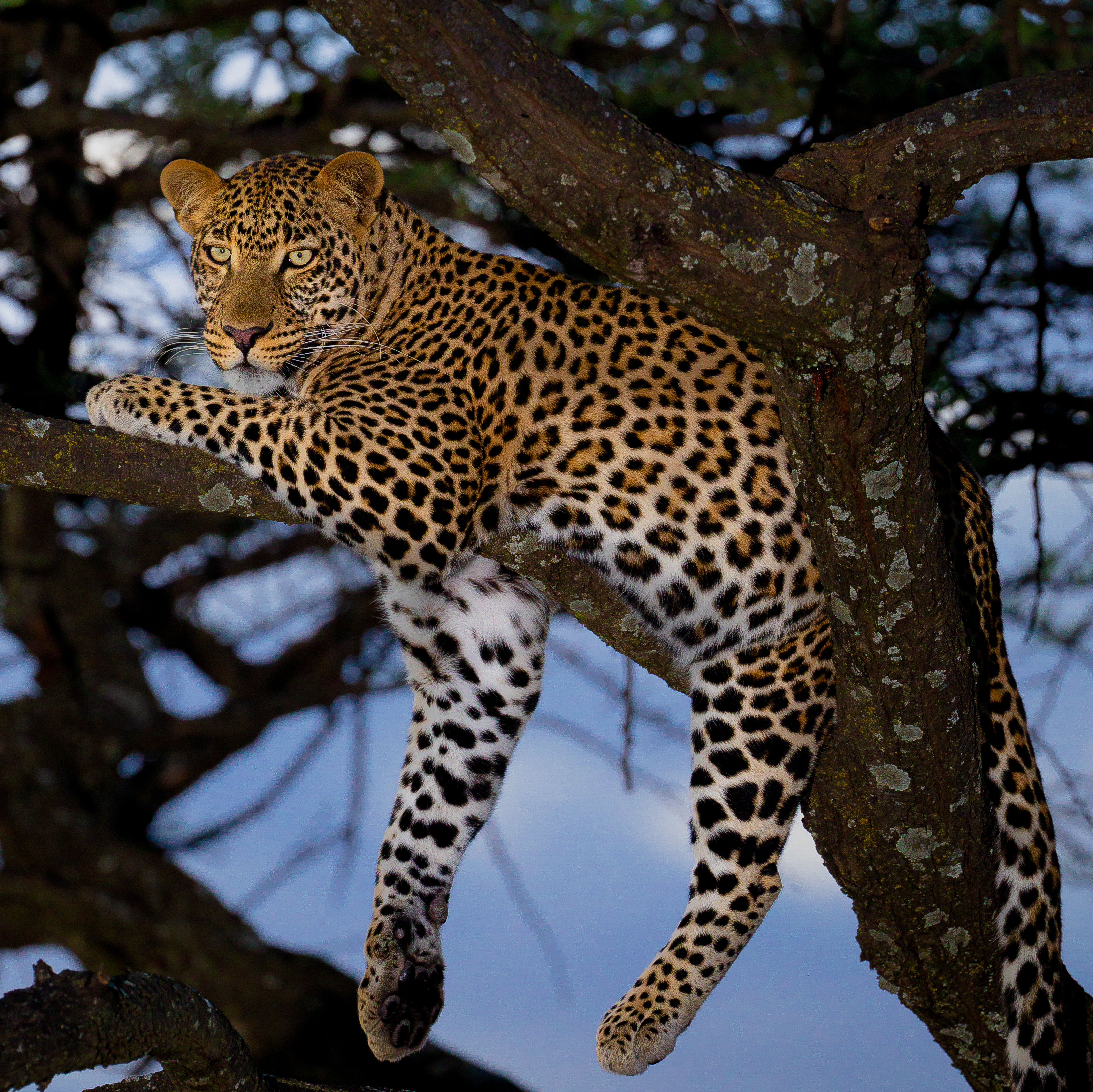 Leopard