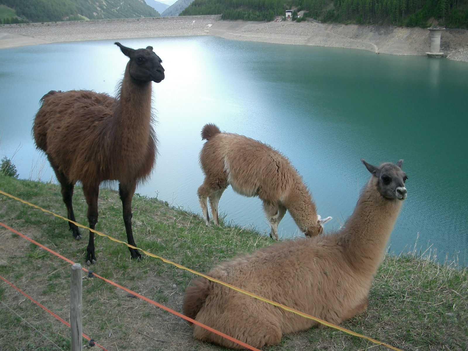 Llama - Educational animal facts and stunning wildlife photos