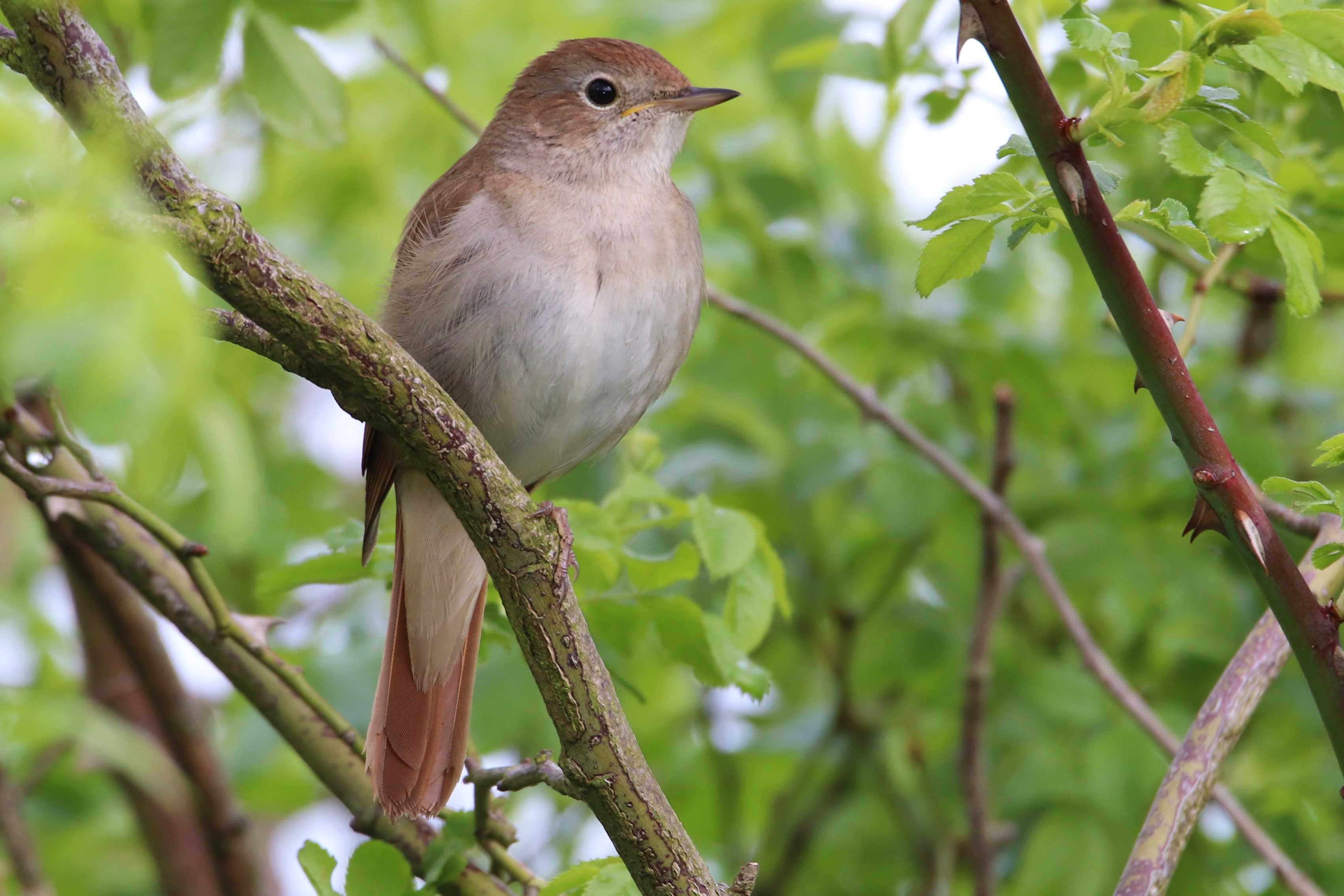 Nightingale