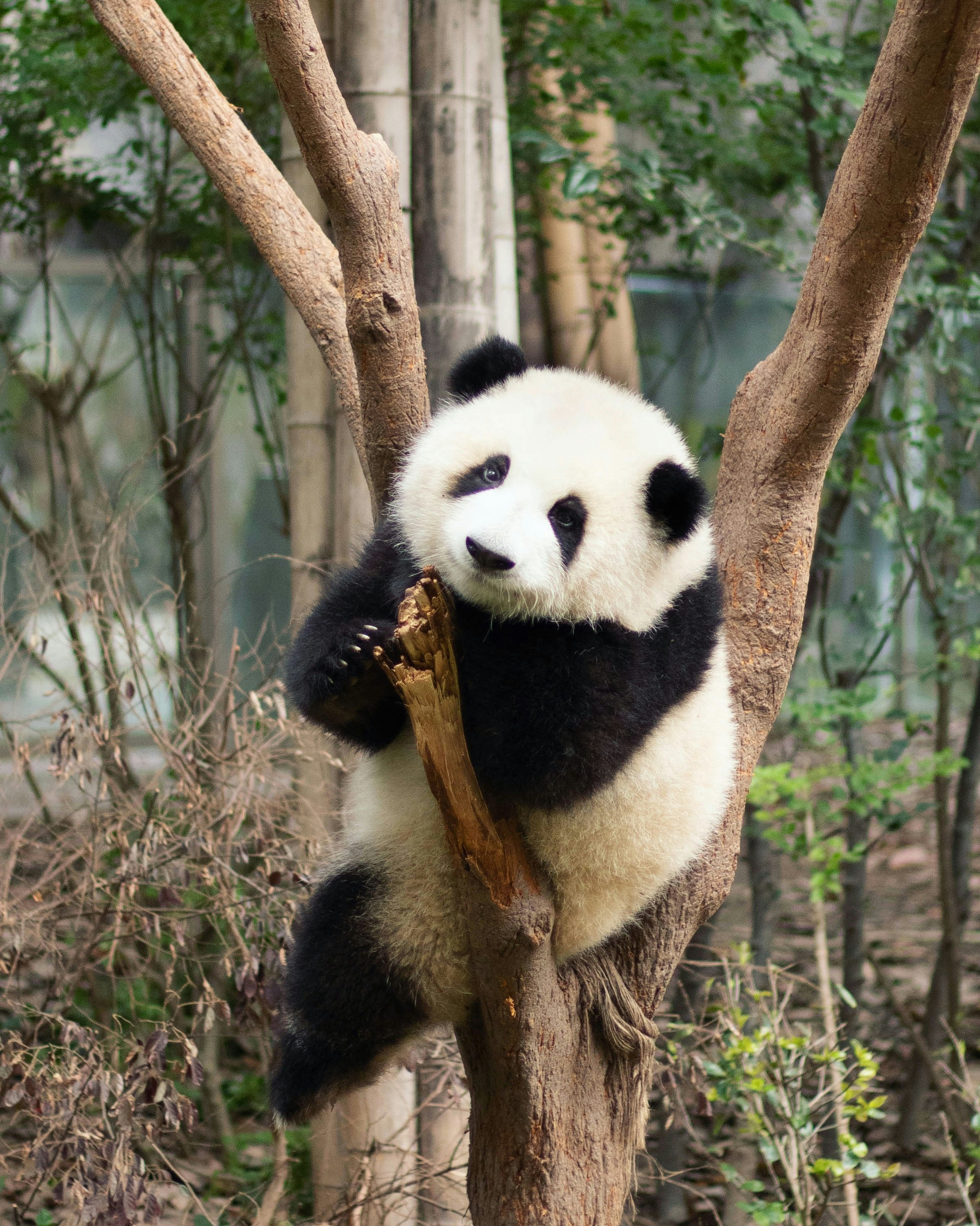 Panda