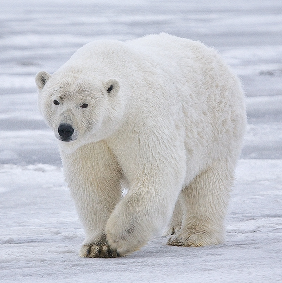Polar_bear