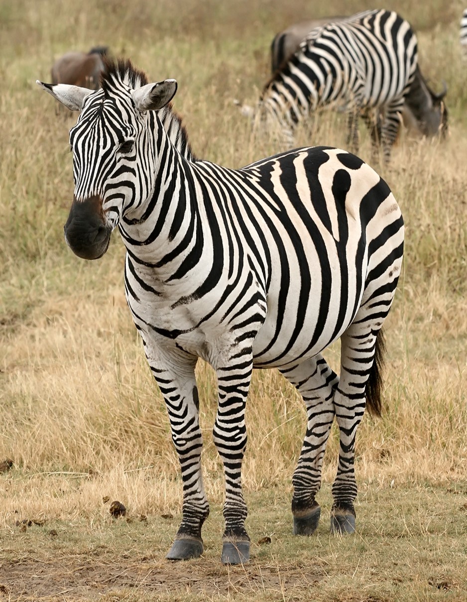 Photo of Zebra